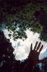 Hand and trees