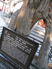 Ren (The People's) Tree in the Forbidden City